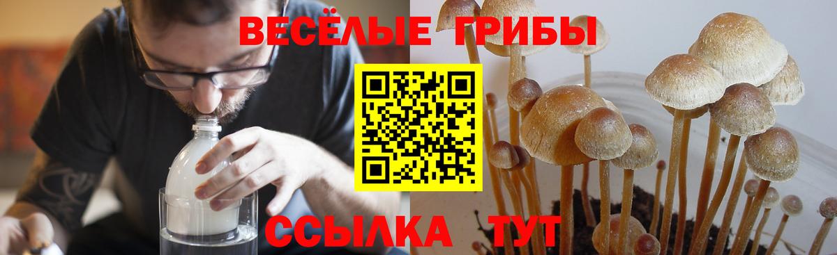 Псилоцибиновые грибы Psilocybe Балабаново